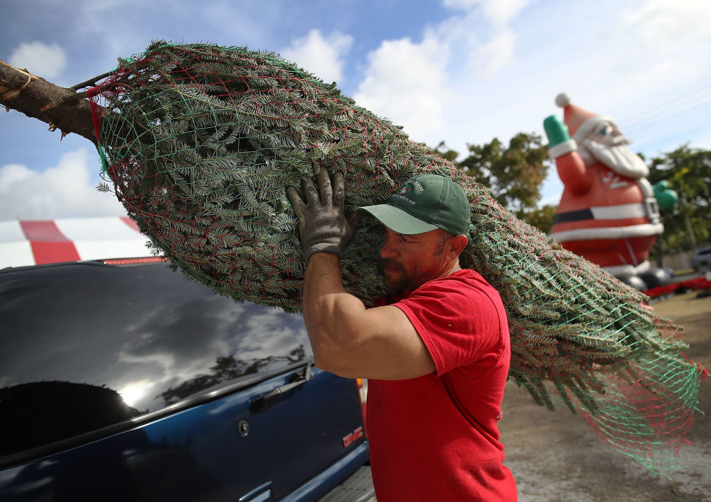 recycle Christmas tree...