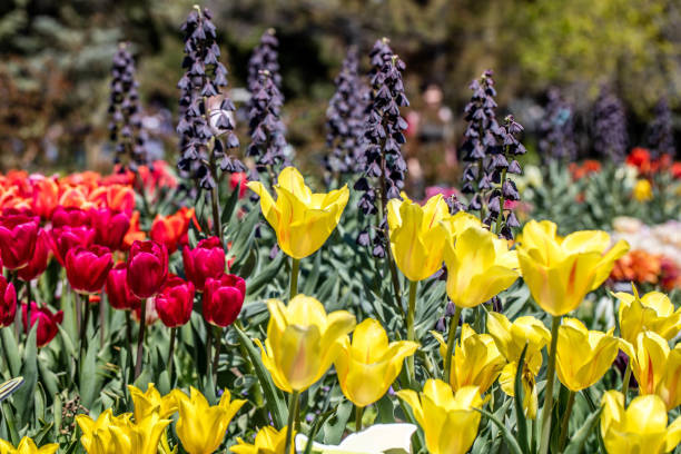 Denver Botanic Gardens named among the best in the U.S....