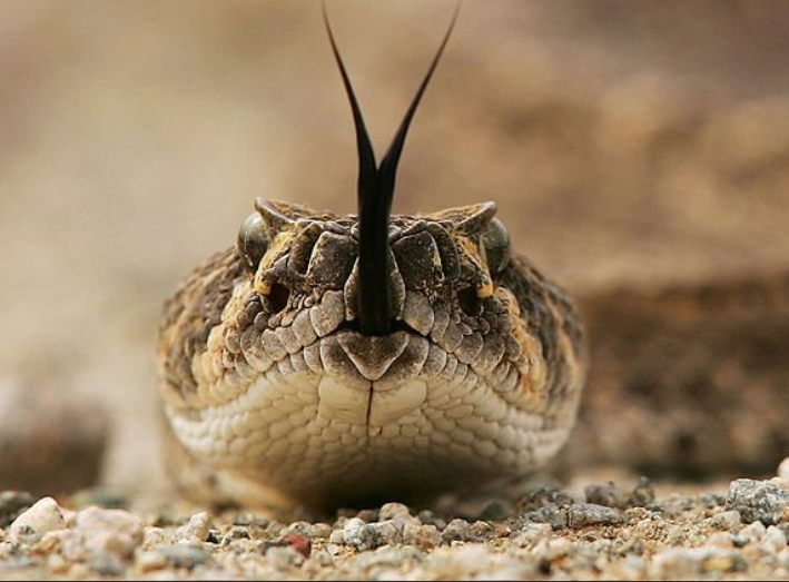 Rattlesnake...