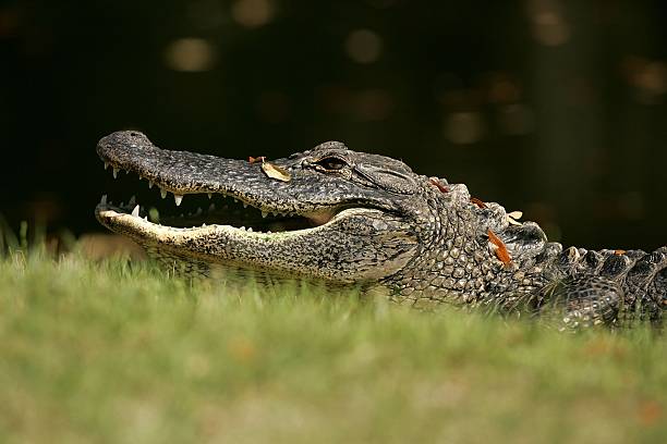 HILTON HEAD, SC - APRIL 16:  An alligator sits in the sun during the final round of the Verizon Her...