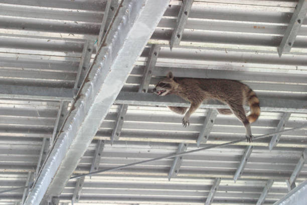 A raccoon trapped on the underside of stadium bleacher at Tropical Park. (Photo by: Jeffrey Greenbe...