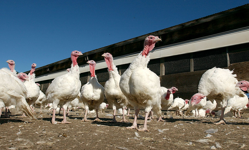 Two Colorado turkeys gobble up freedom at third annual pardon ceremony ...