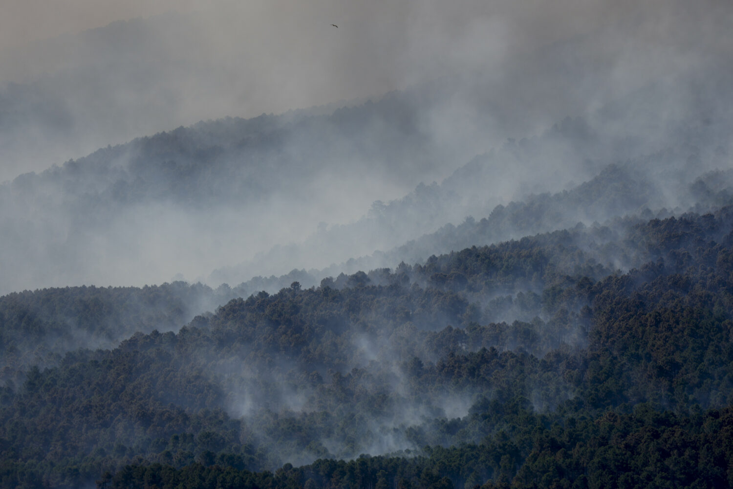 EL TIEMBLO, SPAIN - JULY 25:  Trees from a forest burn during a wildfire on July 25, 2026 in El Tie...