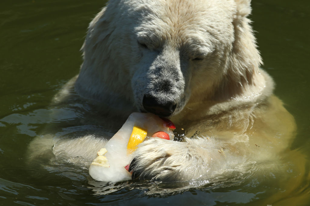 (Photo by Sean Gallup/Getty Images)...