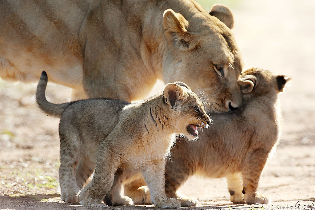 (Photo by Morne de Klerk/Getty Images)...
