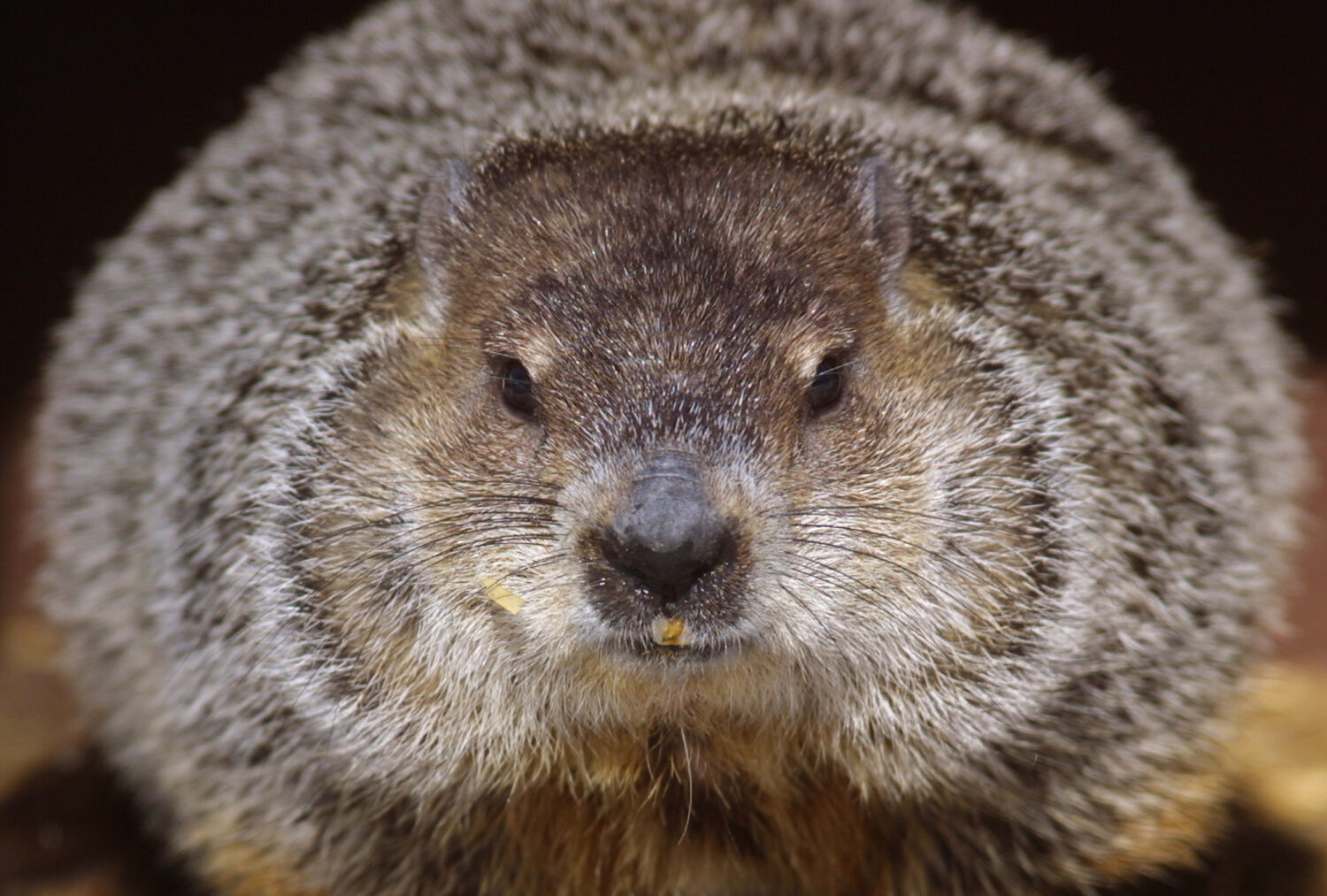 Marmot...