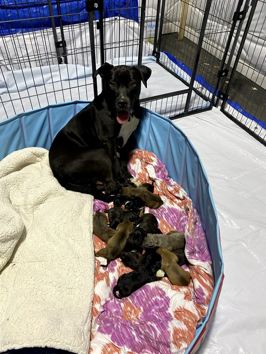 Sprocket the Lab Mix and her puppies