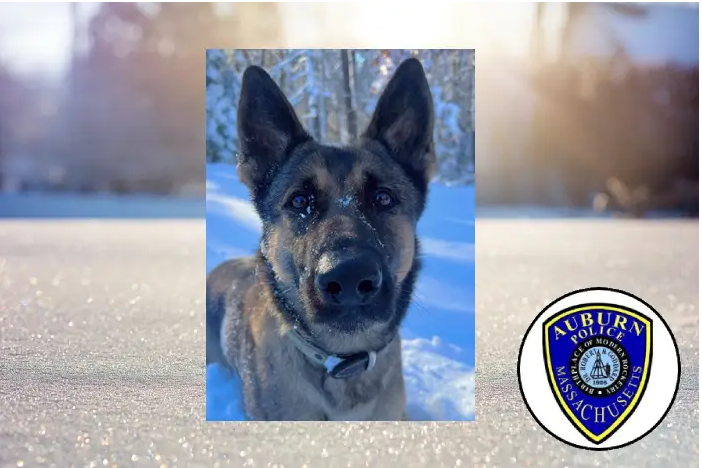 Feel Good story of the day: K9 tracks missing child over two miles in freezing cold!