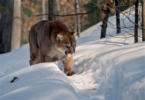 How did a cougar manage to travel 1,000 miles from Utah to Colorado?